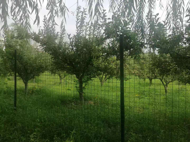 荷兰网用作果园种植围栏
